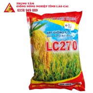 GIỐNG LÚA LC 270